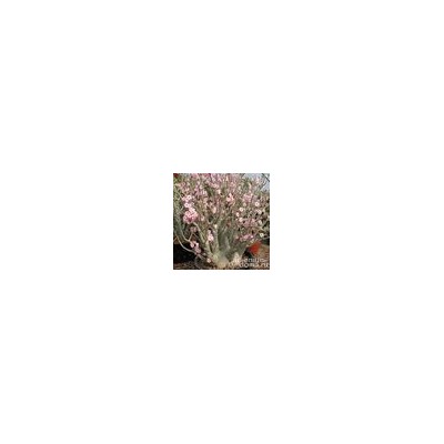 Adenium Arabicum YAK YEMEN