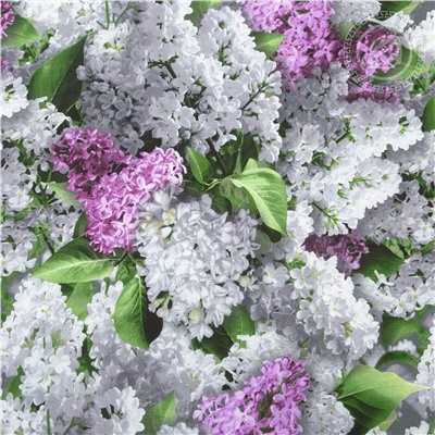 КПБ Цветок желаний Арт Дизайн 220