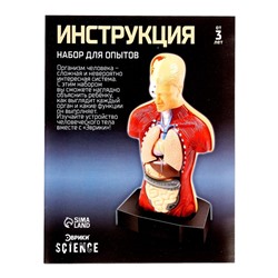 Научный опыт «Строение тела»