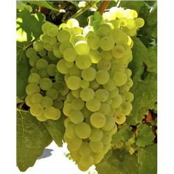 Саженцы Виноград Шардоне, арт.: 73094