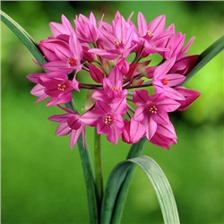 Allium Oreophilum "Лук декоративный Ореофилум" 5шт