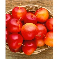 Саженцы Слива Скороплодная, арт.: 73186