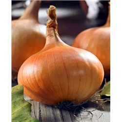 Лук севок Штуттгартер Стенфилд, арт.: 69512