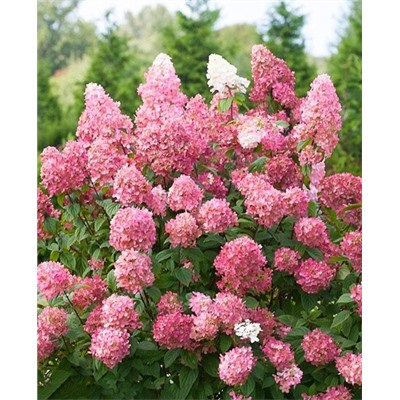 Саженцы Гортензия метельчатая Пинк Леди, арт.: 73060
