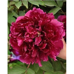 Корни (саженцы) Пион древовидный Сад в розовом сиянии, арт.: 74684