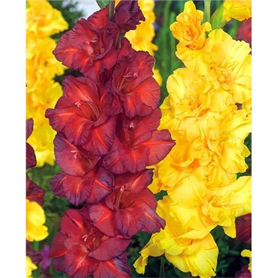 Луковицы Гладиолус набор Лимон в шоколаде, арт.: 5988