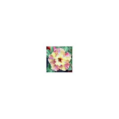 Adenium Obesum Double Flower NEW-155