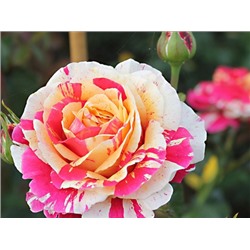Vanille Fraise "Ванилла Фрейз"