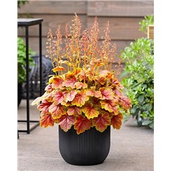 Саженцы Гейхера Этернал Флейм, арт.: 74722