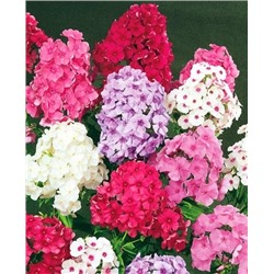 Саженец Флокс метельчатый набор Лето в деревне, арт.: 14334