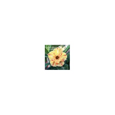 Adenium Obesum Double Flower NEW-171