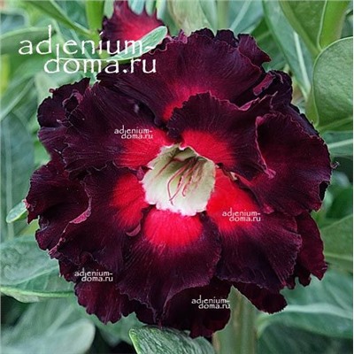 Adenium Obesum Double Flower NEW-214