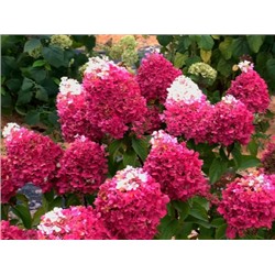 Гортензия метельчатая Strawberry Blossom "Строберри Блоссом" Р9