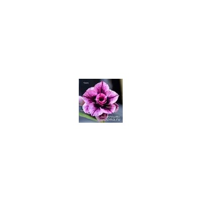 Adenium Obesum Double Flower PURPLE NEBULA