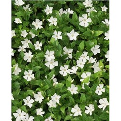 Саженцы Барвинок малый Гертруда Джекил, арт.: 69757