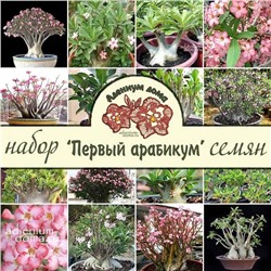 Набор семян (стартовый, подарочный) Adenium 'ПЕРВЫЙ АРАБИКУМ'