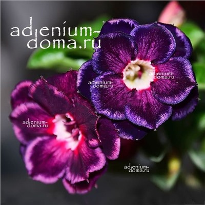 Adenium Obesum Double Flower LOVER (TW)