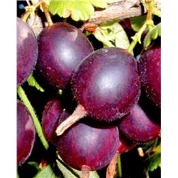 Саженцы Крыжовник Северный капитан, арт.: 73162