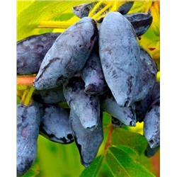 Саженцы Жимолость Сластёна, арт.: 139