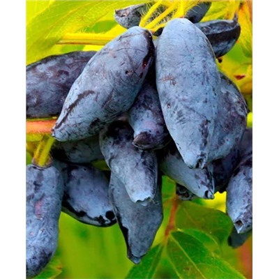 Саженцы Жимолость Сластёна, арт.: 139