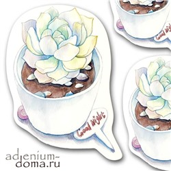 Открытка Echeveria ELEGANS (Эхеверия, Эчеверия)