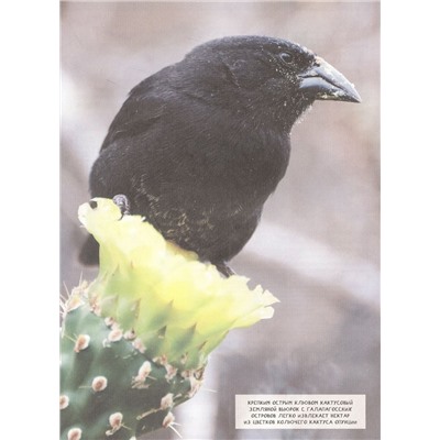 Уценка. Животные. Современная энциклопедия