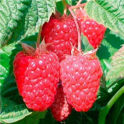 Саженцы Малина ремонтантная Нижегородец, арт.: 75083