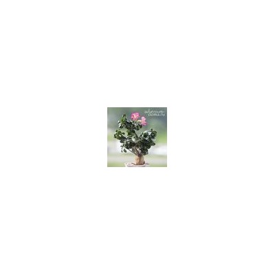 Adenium Obesum Desert Rose MINI SIZE PINK (Мини, карликовый)