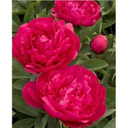 Пион травянистый Канзас, арт.: 73255