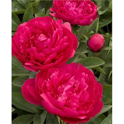 Пион травянистый Канзас, арт.: 73255