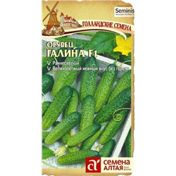 Огурец Галина F1 Голландия
