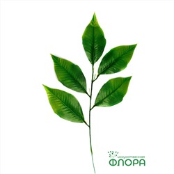 Лист Манго "Стандарт" (упаковка 20 шт) (500-2)
