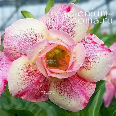 Adenium Obesum Double Flower PINK PANTHER