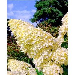 Саженцы Гортензия метельчатая Юник, арт.: 69723