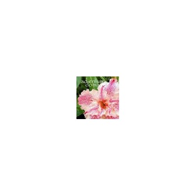Adenium Obesum Double Flower ROSY STRING
