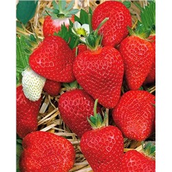 Саженцы Клубники (Земляники) садовой Альба, арт.: 11032