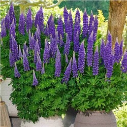 Саженцы Люпин Люпинова Лианна, арт.: 74707