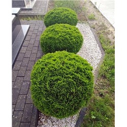 Саженцы Туя западная Даника, арт.: 70034