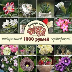 Подарочный СЕРТИФИКАТ 1000 (Электронный)