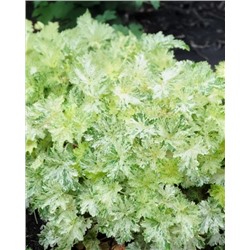 Саженцы Гейхера Сноу Энджел, арт.: 74721