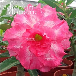 Adenium Obesum Double Flower CAROUSEL