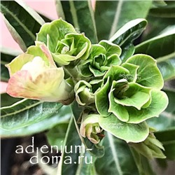 Adenium Obesum Double Flower GREEN DRAGON
