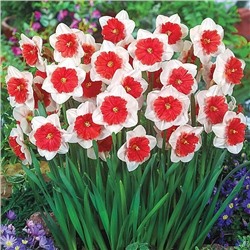 Луковицы Нарцисс Райот, арт.: 75189