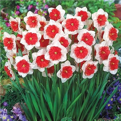 Луковицы Нарцисс Райот, арт.: 75189