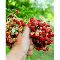 Саженцы Клубники (Земляники) мускатной, арт.: 11055