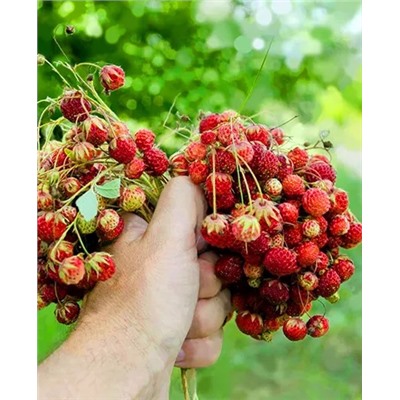 Саженцы Клубники (Земляники) мускатной, арт.: 11055