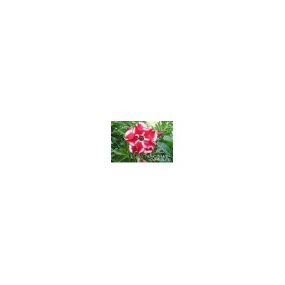 Adenium Obesum Double Flower NEW-277