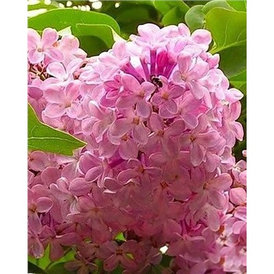 Саженцы Сирень обыкновенная Калифорния Роуз, арт.: 74752