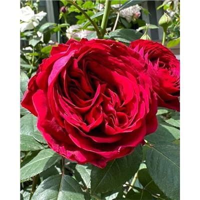 Саженцы Роза флорибунда Четырёх ветров, арт.: 74984