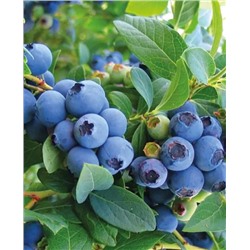 Саженцы Голубика Голдтраубе, арт.: 20122